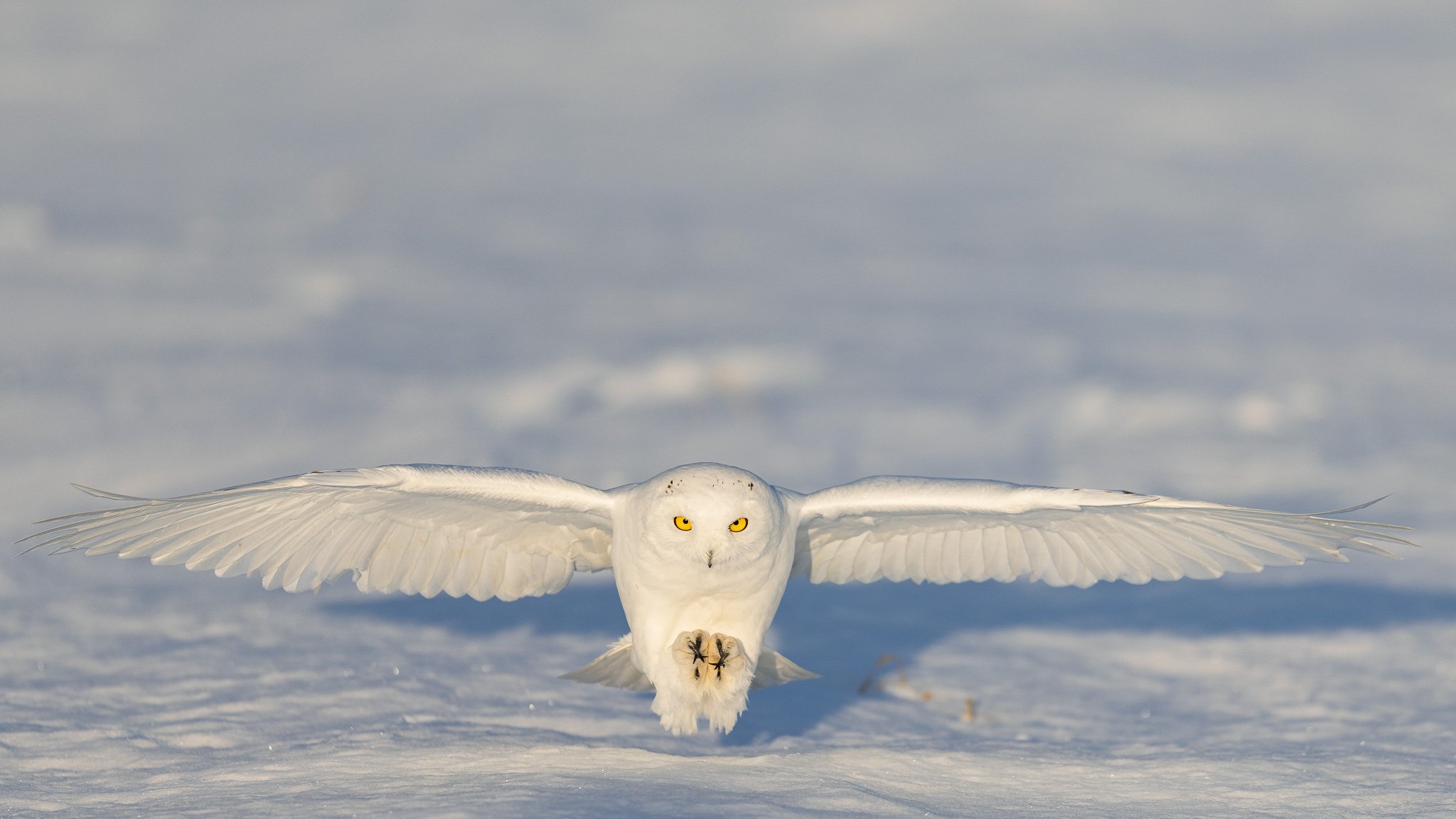 Ottawa Winter Wildlife Photography Guide: <br/>Snowy Owls, Foxes
